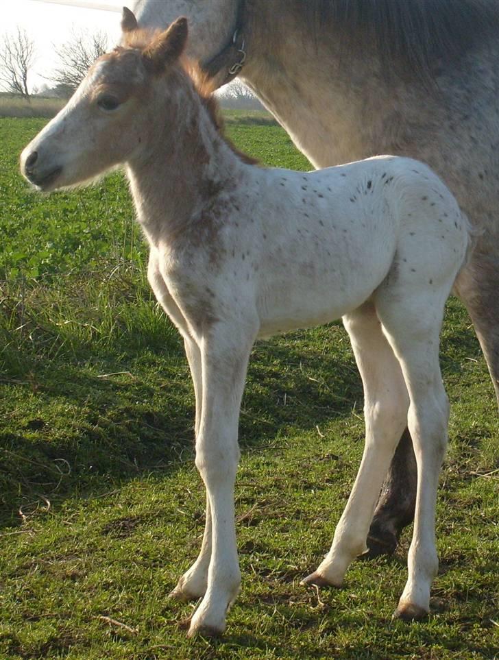 Anden særlig race Kabic  *solgt* - Kabic da han er nogle dage gammel =) billede 7