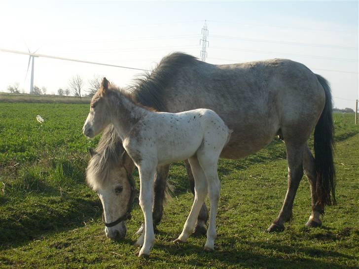 Anden særlig race Kabic  *solgt* - Kabic da han er nogle dage gammel =) billede 8