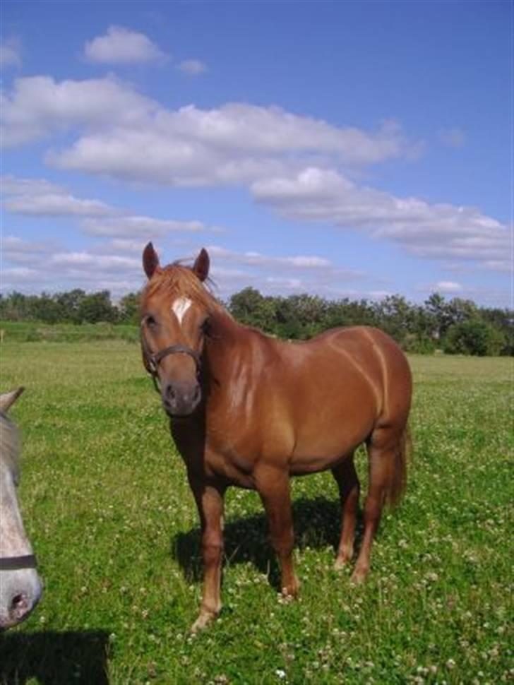 Anden særlig race Kashim *Foræret væk* - Kashim sommeren 2008 billede 1