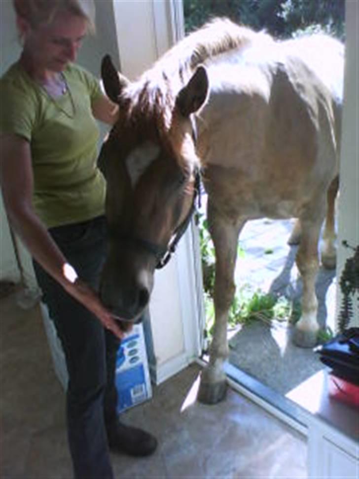 Anden særlig race Kashim *Foræret væk* - Kashim der havde grræsset i haven og så ville ind på besøg =) billede 2