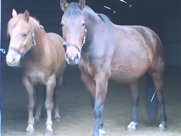 Anden særlig race Kashim *Foræret væk* - Kashim og Landi går rundt om huset og i ridehallen. billede 3