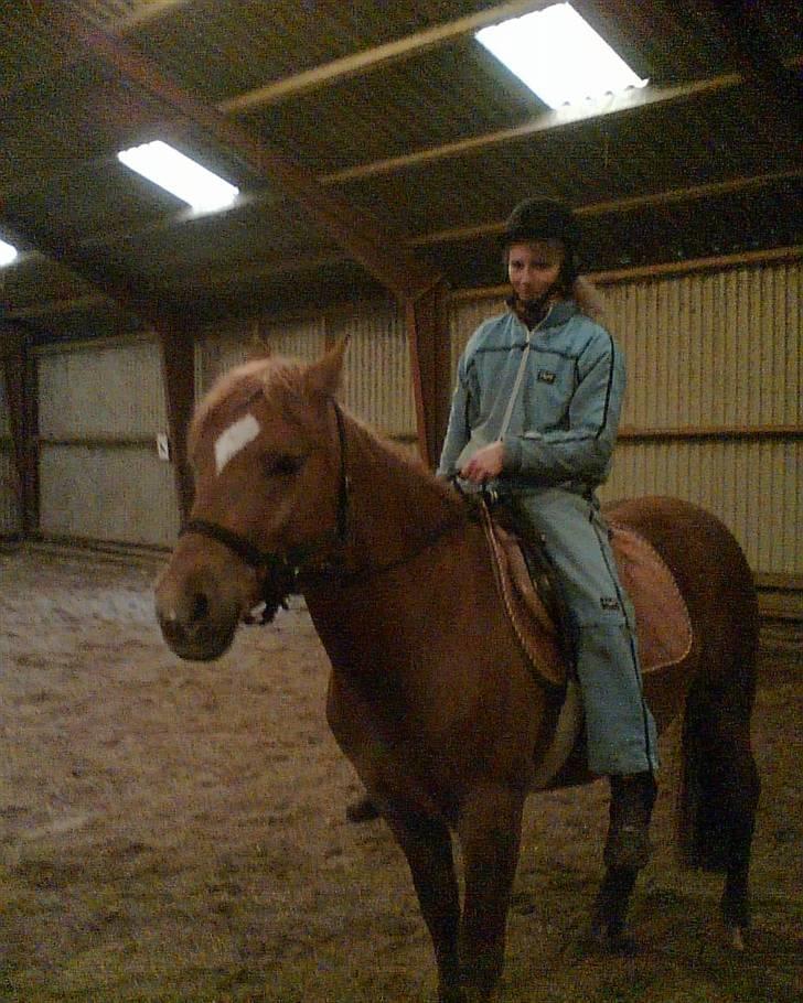 Anden særlig race Kashim *Foræret væk* - Kashim under rytter 1 gang uden trækker billede 5