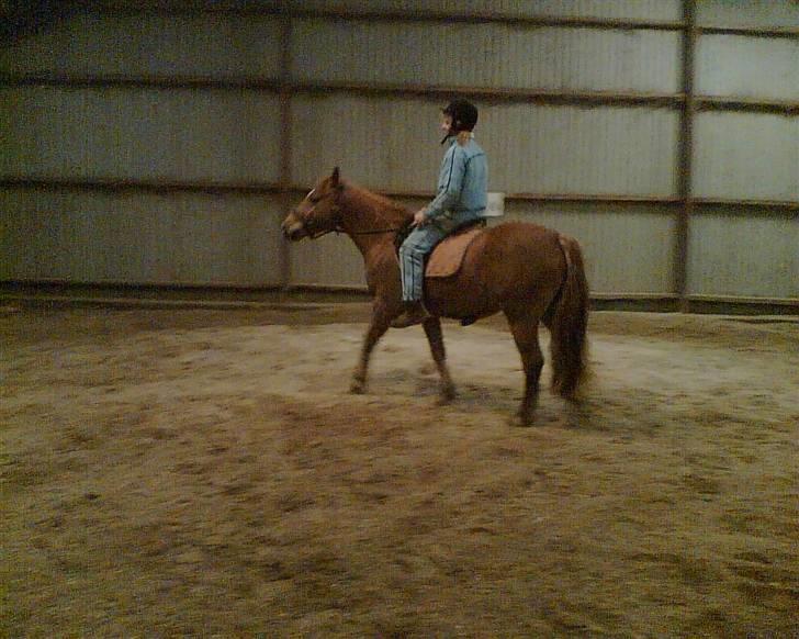 Anden særlig race Kashim *Foræret væk* - Kashim under rytter 1 gang uden trækker billede 6