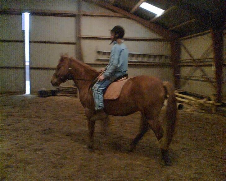 Anden særlig race Kashim *Foræret væk* - Kashim under rytter 1 gang uden trækker billede 7