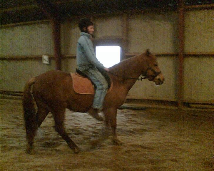 Anden særlig race Kashim *Foræret væk* - Kashim under rytter 1 gang uden trækker billede 8