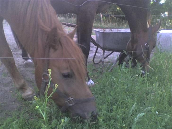 Anden særlig race Kashim *Foræret væk* - Kashim og Landi på jordmarken 2008. billede 9