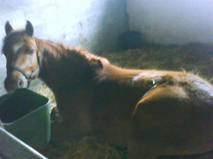 Anden særlig race Kashim *Foræret væk* - Kashim der ligger i boksen og slapper af. billede 10