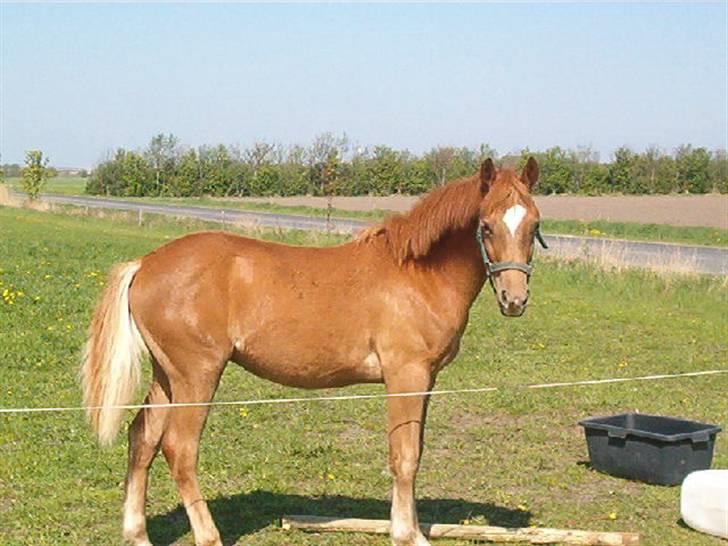 Anden særlig race Kashim *Foræret væk* - Kashim 1 måned efter vi fik ham =) billede 11