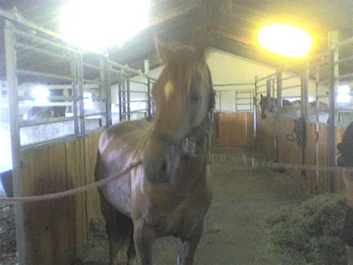 Anden særlig race Kashim *Foræret væk* - Kashim i stalden 2009 billede 12