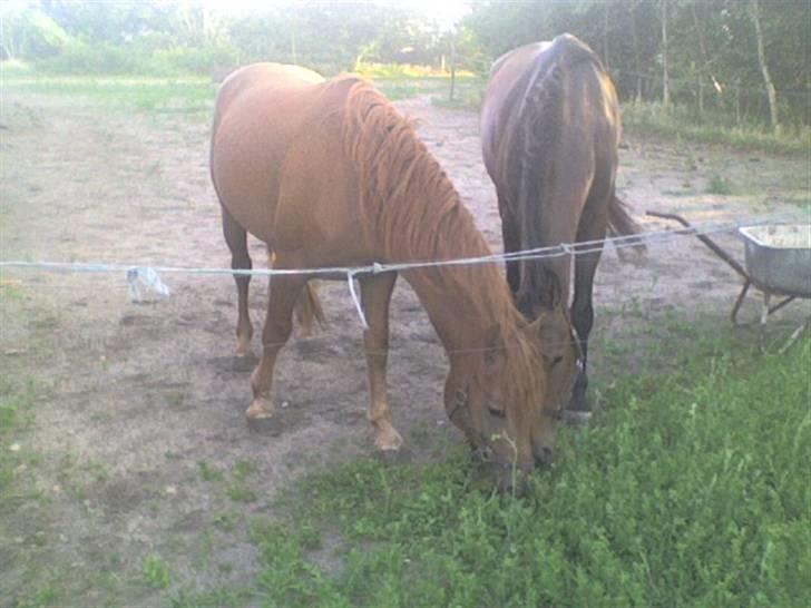 Anden særlig race Kashim *Foræret væk* - Kashim og Landi på jordmarken 2008. billede 13