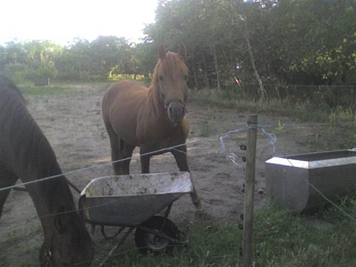 Anden særlig race Kashim *Foræret væk* - Kashim og Landi på jordmarken 2008. billede 14