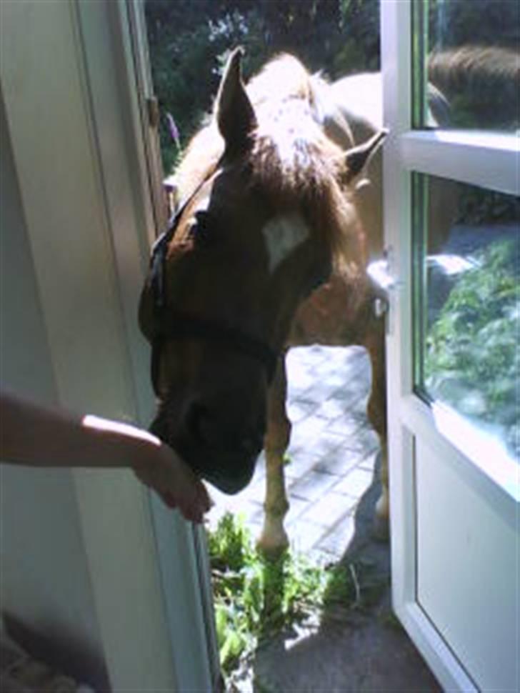 Anden særlig race Kashim *Foræret væk* - Kashim der slikker min mors hånd =P billede 15