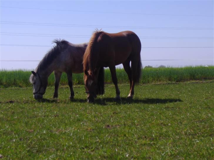 Anden særlig race Kashim *Foræret væk* - Det bedste Kashim ved er Bianci, han smadre hegnet for at følge hende billede 16