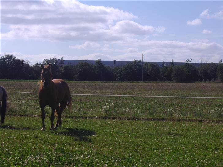 Anden særlig race Kashim *Foræret væk* - Kashim på marken sommeren 2008 billede 17