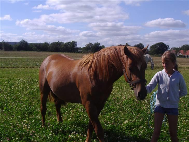 Anden særlig race Kashim *Foræret væk* - Kashim på marken sommeren 2008 billede 18