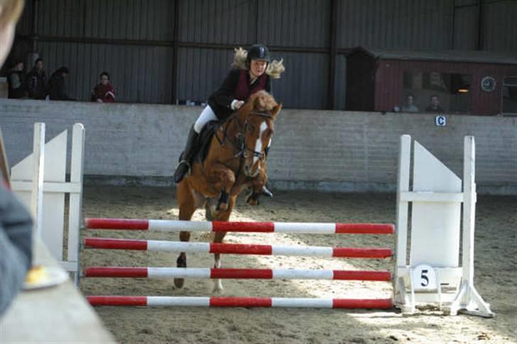 Knabstrupper Max Bounty *solgt* - springstævne 90 cm. rytter nynne foto: venligst udlånt af nynne billede 12