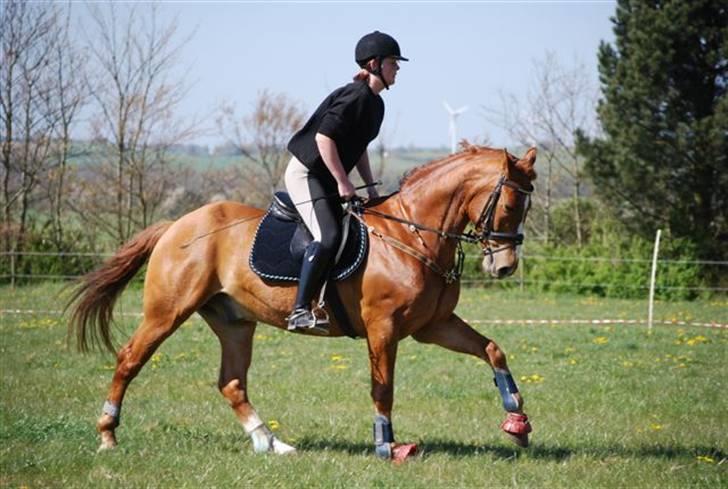Knabstrupper Max Bounty *solgt* - træning foto: Sally billede 13