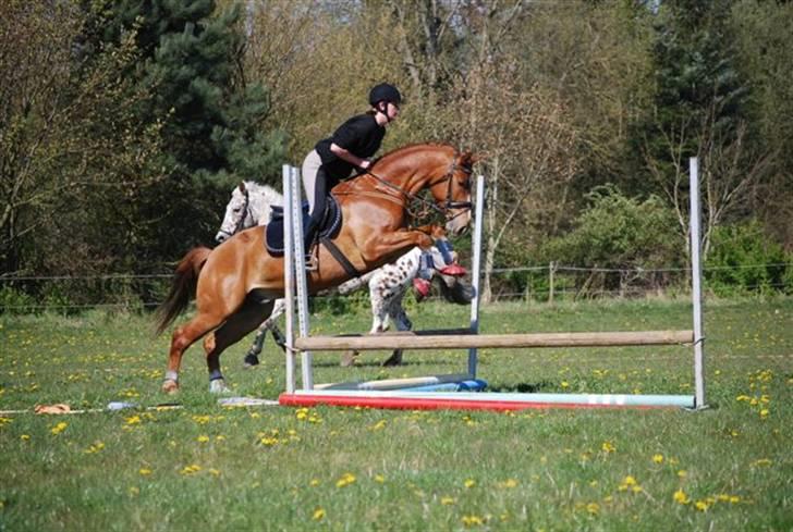 Knabstrupper Max Bounty *solgt* - Udendørstræning til dyreskuet.... foto: Sally billede 14