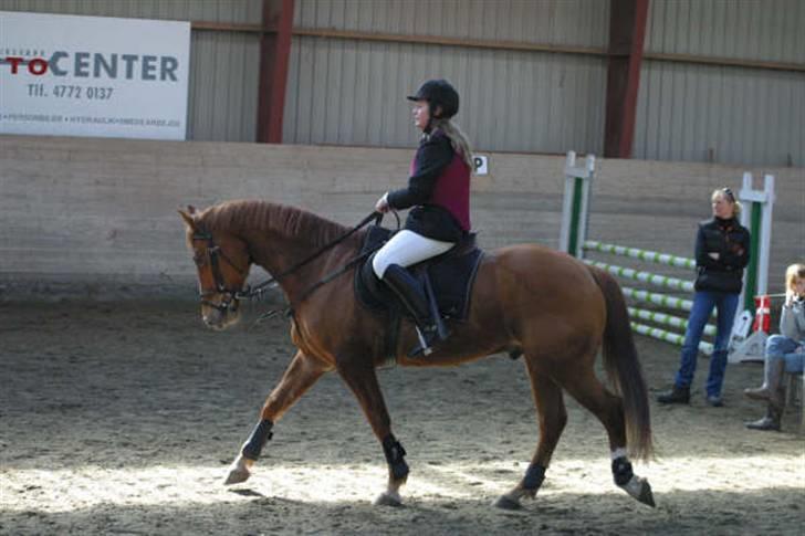 Knabstrupper Max Bounty *solgt* - springstævne rytter: nynne foto: venligst udlånt af nynne billede 15