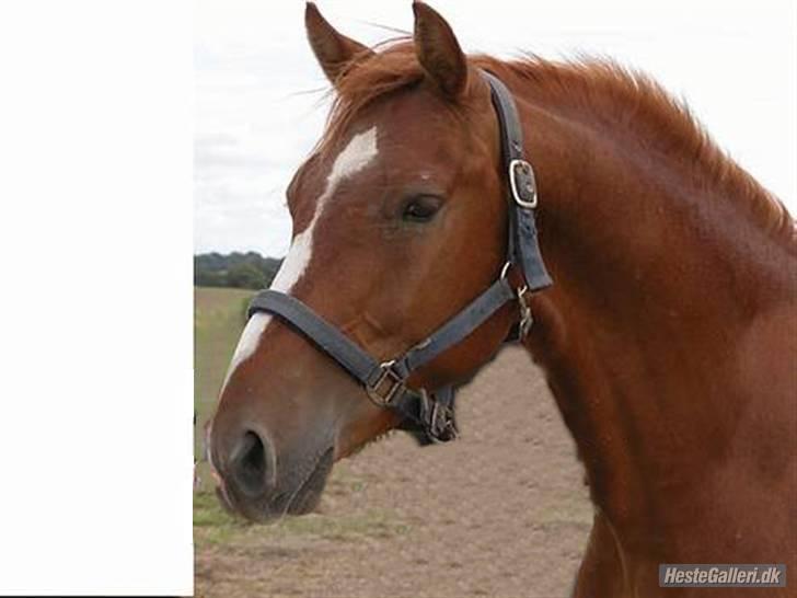 Knabstrupper Max Bounty *solgt* - Smukke dreng 3 år gammel. billede 16