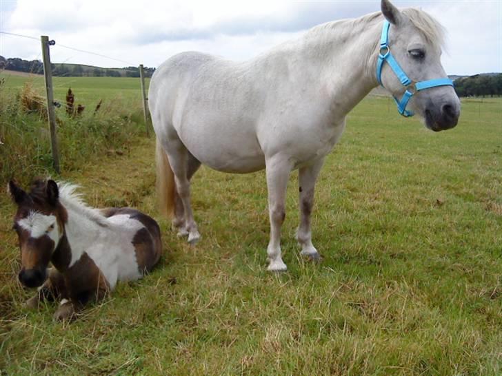 Welsh Pony af Cob-type (sec C) mille  - sommeren 2008 billede 2