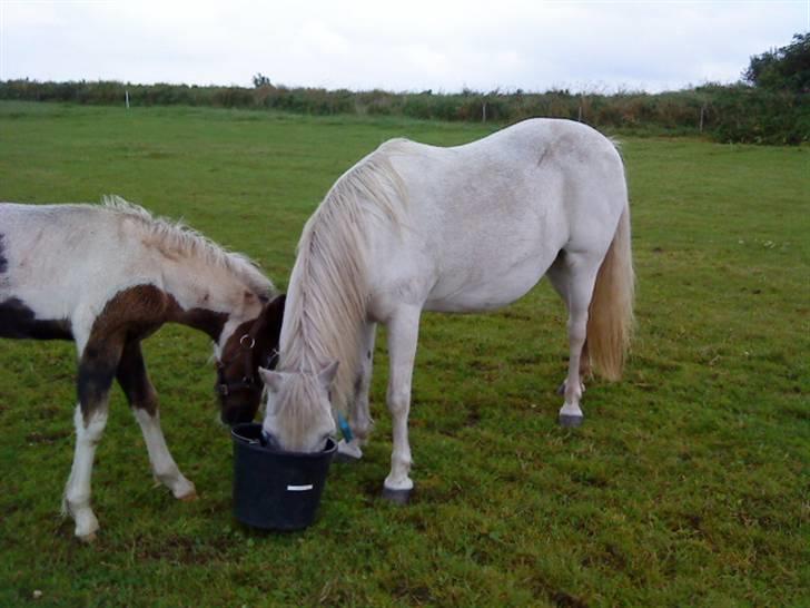 Welsh Pony af Cob-type (sec C) mille  - mille´s smukke hingst føl Zafir fra 2008 billede 3