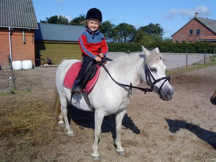 Welsh Pony af Cob-type (sec C) mille  billede 6