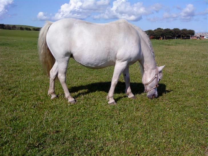 Welsh Pony af Cob-type (sec C) mille  - venter føl billede 9