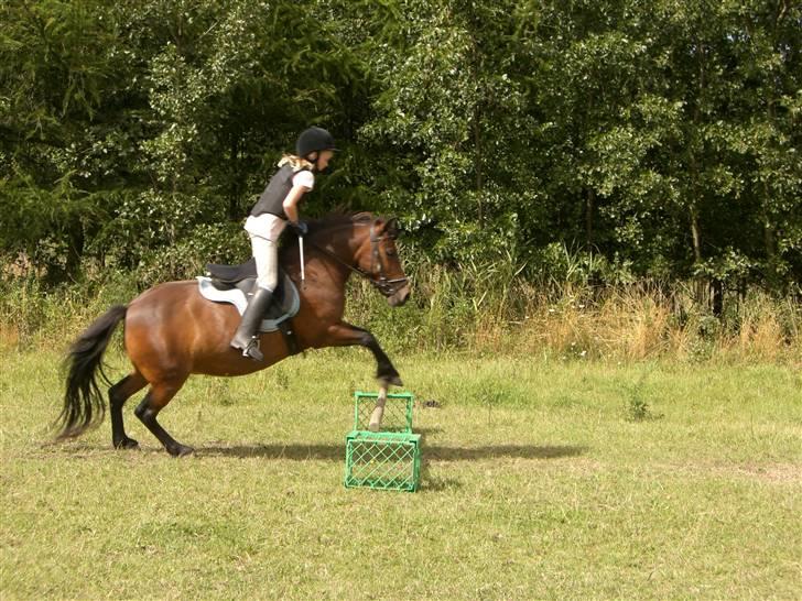 Anden særlig race Nikita *SOLGT* - her er vi ude og springe billede 5