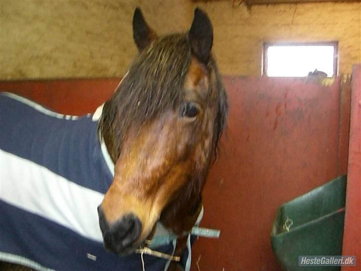 Anden særlig race Nikita *SOLGT* - hun har lige været ude i regn vejret  billede 2