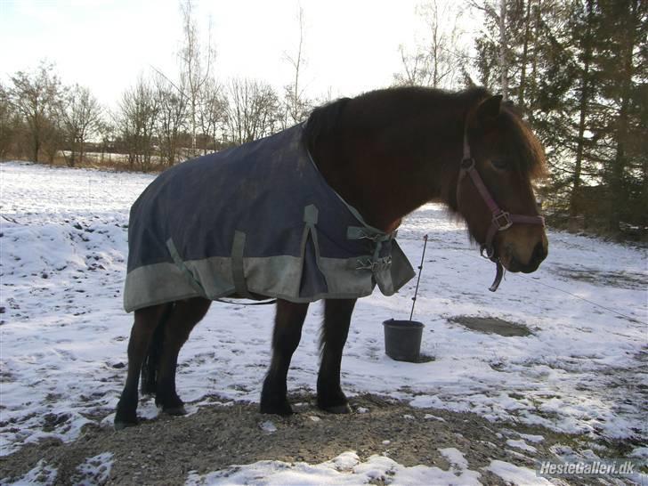 Anden særlig race Nikita *SOLGT* - min bjergged:D:D billede 8