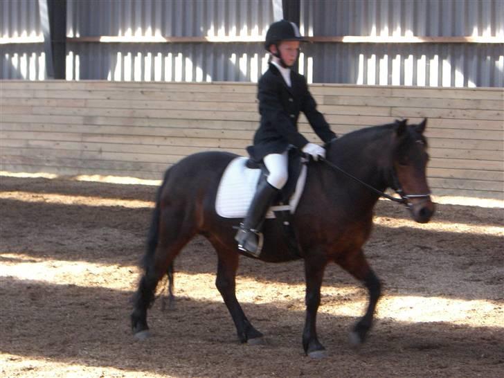 Anden særlig race Nikita *SOLGT* - til dressur stævne :) <3 billede 9