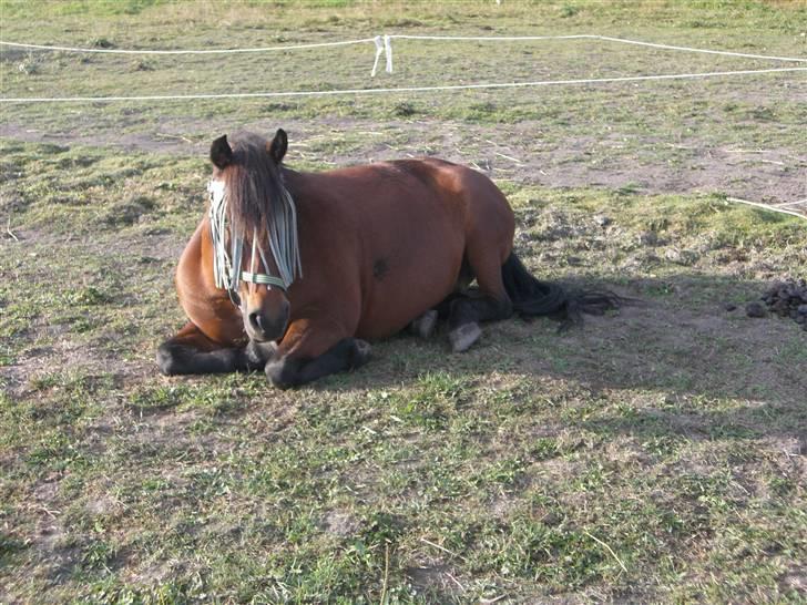 Anden særlig race Nikita *SOLGT* - Nikita har lige sovet <3 billede 10