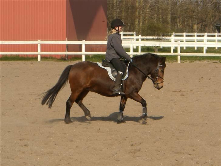 Anden særlig race Nikita *SOLGT* - dressur? billede 11