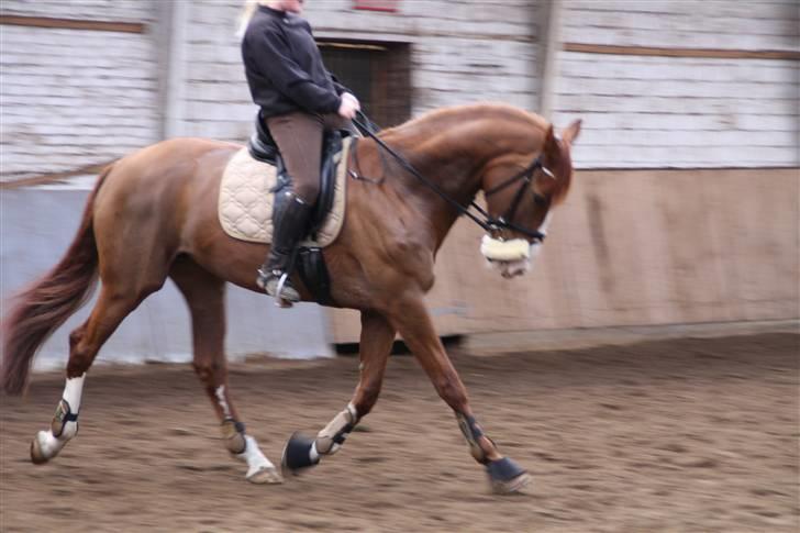 Dansk Varmblod Tjørnelys Catalina billede 16