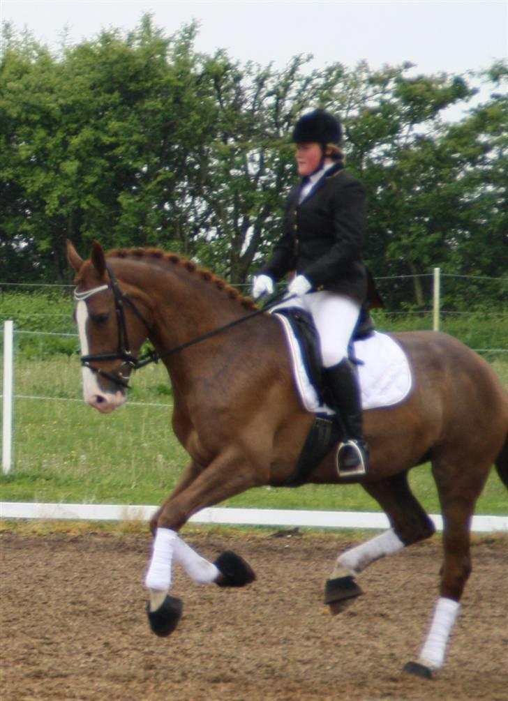 Dansk Varmblod Tjørnelys Catalina - se lige hvordan hun kan galoper billede 17