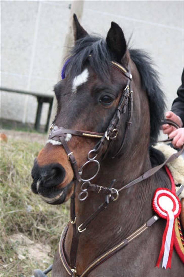 Anden særlig race Bongo A-pony! - Du gude smuk? Foto; ditte j du bare bedst til at tage billeder billede 4