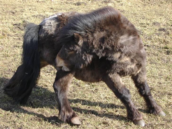 Miniature Justenborgs åge *R.I.P* - uh det klør!  dengang vinterpelsen skulle af fotograf: mig billede 20