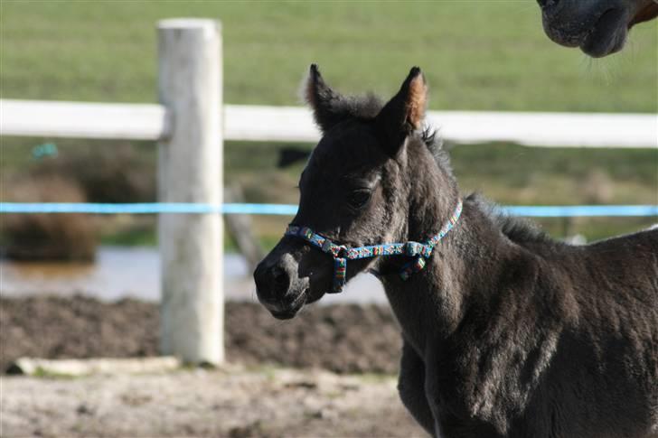 Anden særlig race FLYING MIGTHY MISS MAGPIE billede 7