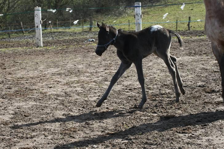 Anden særlig race FLYING MIGTHY MISS MAGPIE - træner spanske skridt;0) billede 8