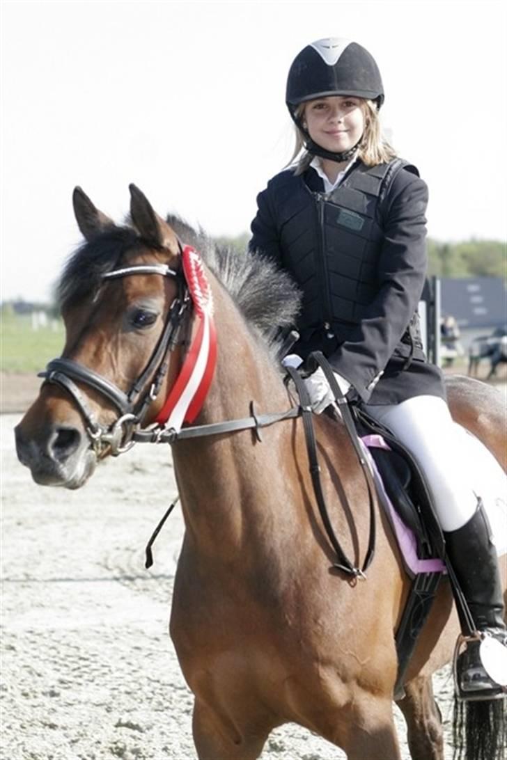 Welsh Pony (sec B) Wanda solgt :´( billede 10