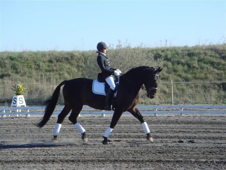 Oldenborg Vangkærs Sebastian billede 1