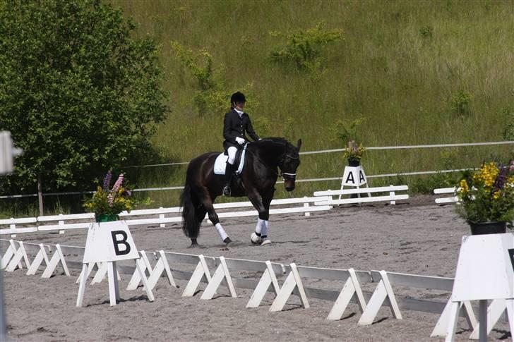Oldenborg Vangkærs Sebastian billede 3