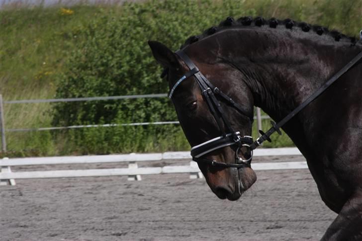 Oldenborg Vangkærs Sebastian billede 4