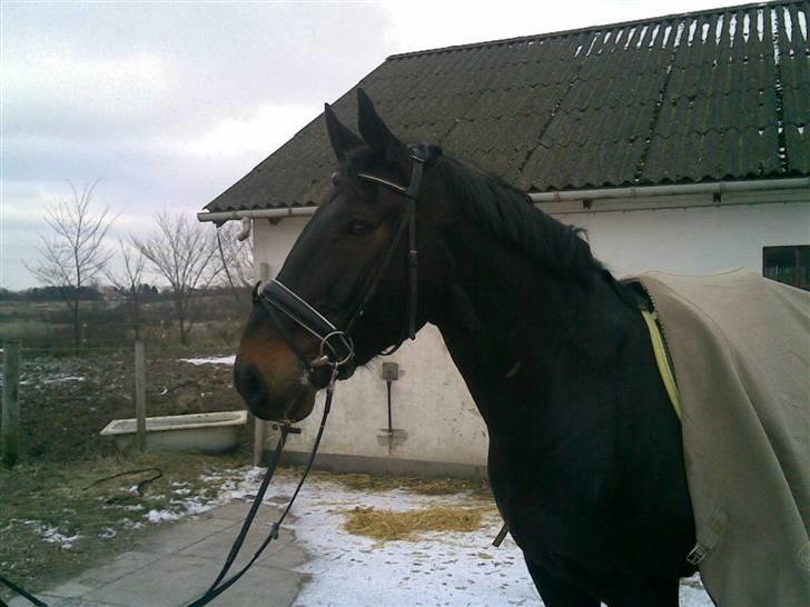 Oldenborg Vangkærs Sebastian billede 6