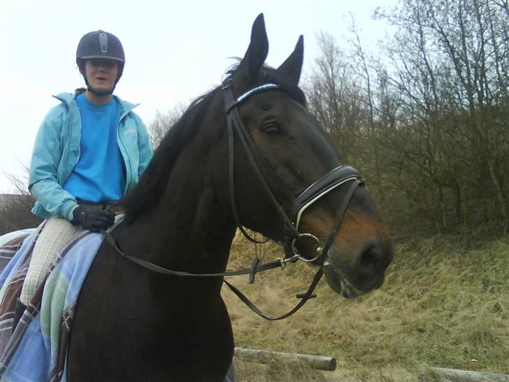 Oldenborg Vangkærs Sebastian billede 8