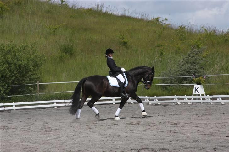 Oldenborg Vangkærs Sebastian billede 9