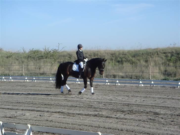 Oldenborg Vangkærs Sebastian billede 11