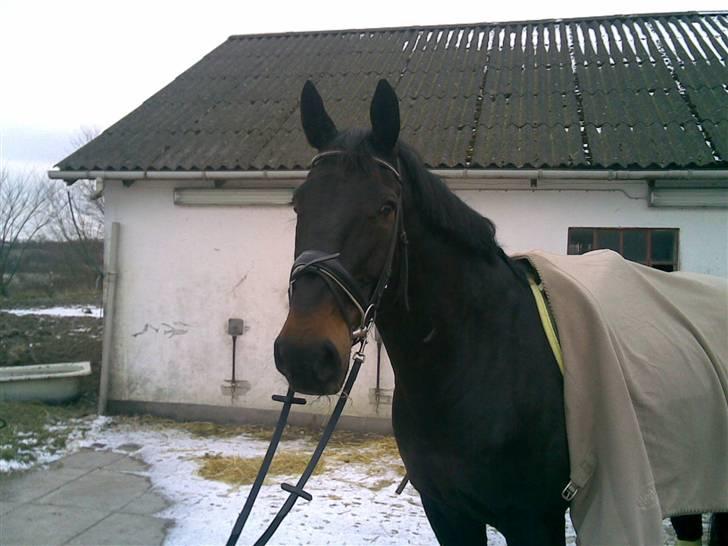 Oldenborg Vangkærs Sebastian billede 13