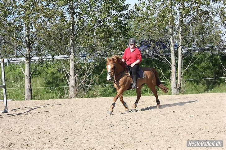 Anden særlig race Strejfer  - Dressur på banen  billede 12